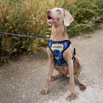 Εξατομικευμένη σαμαρά για σκύλο