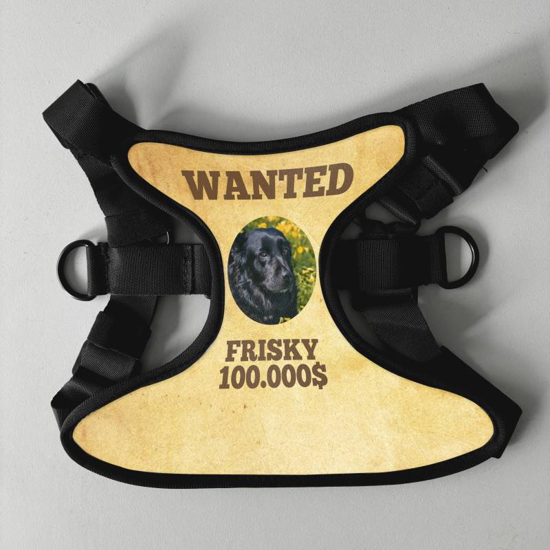 Εξατομικευμένη σαμαρά για σκύλο - Wanted