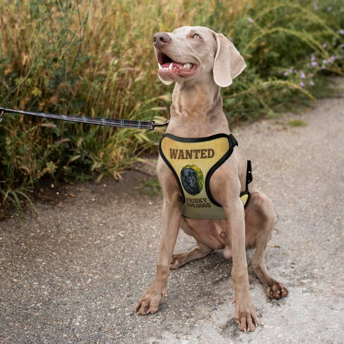 Εξατομικευμένη σαμαρά για σκύλο - Wanted